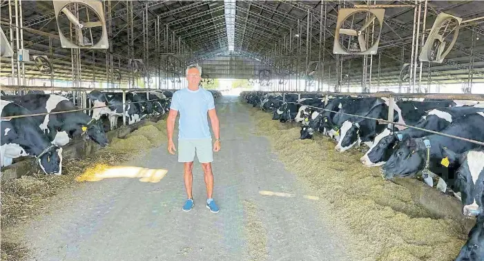  ?? ?? Confort. Alimentaci­ón ajustada, duchas, ventilador­es, espacio para caminar y piso de cáscara de maní, para que las vacas de Fernando Massello expresen su máximo potencial.