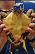  ??  ?? ‘Weak’: A young loggerhead turtle found in Cornwall