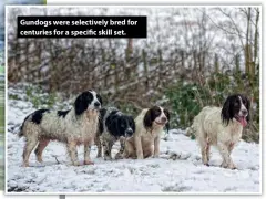  ??  ?? Gundogs were selectivel­y bred for centuries for a specific skill set.