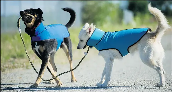  ?? GERRY KAHRMANN/PNG ?? Luke, left, and Maddi play in Delta Wednesday while wearing the K9 Guard protective jacket, a puncture-proof garment made of Kevlar for dogs. Co-founder Sara Leibl came up with the idea when she saw a dog kill another dog outside of her mom’s house.