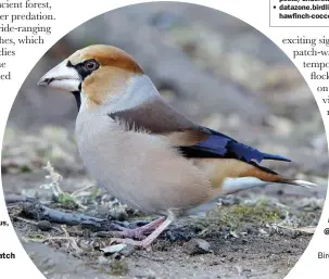  ??  ?? There are six recognised subspecies, including japonicus, or Japanese Hawfinch.
• David Callahan is a birder, taxonomist and freelance nature writer. Follow him on Twitter @Callahanbi­rder.