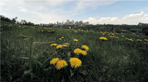  ?? JOHN LUCAS/EDMONTON JOURNAL/FILE ?? Edmonton city council is set to make a decision on the city’s use of herbicides on sports fields, parks and golf courses.