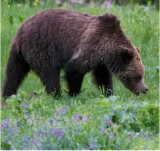  ??  ?? In this 2011 file photo, a grizzly bear roams near Beaver Lake in Yellowston­e National Park, Wy. AP PhoTo/JIm urquhArT