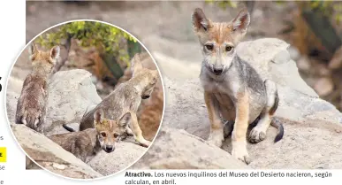  ??  ?? Atractivo. Los nuevos inquilinos del Museo del Desierto nacieron, según calculan, en abril.