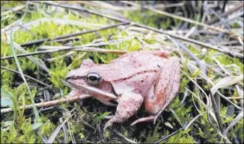  ?? The Associated Press ?? Scientists have found that wood frogs, which don’t urinate for as long as eight months in the winter, recycle urea — the main waste in urine — into useful nitrogen that keeps them alive as they hibernate and freeze.