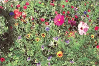  ?? FOTO: ALEXANDER EGO ?? Die Blumenprac­ht eines Nützlingsp­aradieses entwickelt sich Ende Juni, vorausgese­tzt Gartenlieb­haber beginnen jetzt mit der Aussaat.