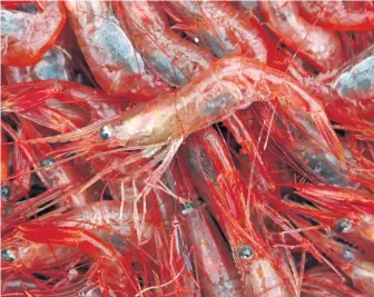  ??  ?? CRUSTACEAN CRISIS: The New England shrimping moratorium will have a worse effect on retailers and consumers with the end of the ‘research set aside’ program that enabled a limited number of shrimp to reach the public.