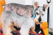  ??  ?? El schnauzer padece epilepsia idiopática.