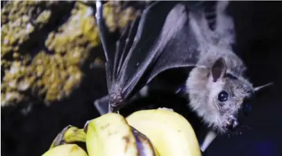  ??  ?? Fruit bats are believed to be major carriers of the Ebola virus but do not show symptoms.