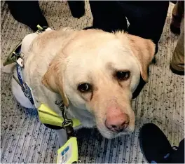  ??  ?? Trodden on: Guide dog Kika looks distressed on the carriage