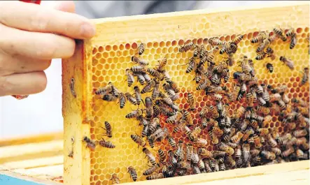  ?? COLLEEN DE NEVE ?? An online questionna­ire answered by 400 respondent­s showed strong support for a beekeeping pilot project for Airdrie.