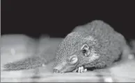  ?? PROVIDED TO CHINA DAILY ?? Experts at the Kunming Institute of Zoology in Yunnan province say they have found a way to produce geneticall­y modified tree shrews, which could be used to find solutions to human health problems.