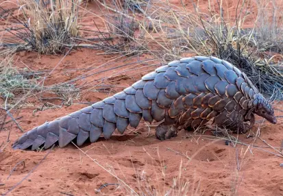  ??  ?? At Tswalu, researcher­s are studying the impact of climate change on Temminck’s ground pangolins.