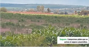  ?? ?? Seguro. Campesinos piden que se active el seguro catastrófi­co.