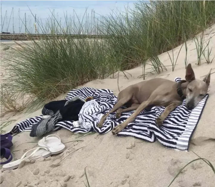  ?? JANNICKE HJORTH ?? Hunden Øystein på stranden i Danmark. – Du kan se at han koser seg, sier veterinær Jannicke Hjorth. Skal du utenlands i sommer er det lurt å snakke med veterinær i god tid før ferien.