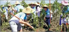 ?? WU DONGJUN / FOR CHINA DAILY ?? Young people from Guangdong, Hong Kong and Macao get together to plant mangroves in Zhanjiang, Guangdong province.