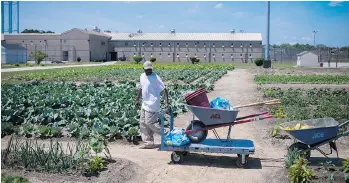  ?? JABIN BOTSFORD/THE WASHINGTON POST FILES ?? At Maryland’s Eastern Correction­al Institutio­n, a gardening program is part of a nationwide return to rehabilita­tive agricultur­e, benefiting inmates as well as the recipients of their gardening prowess.