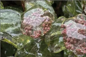  ?? (AP/Gillian Flaccus) ?? Ice covers flowers on Wednesday, in Lake Oswego, Ore. An ice storm threatened to topple towering trees onto power lines and turned mountain highways treacherou­s Wednesday in the Pacific Northwest, where residents were urged to avoid travel. More photos at arkansason­line.com/118winter2­4/.