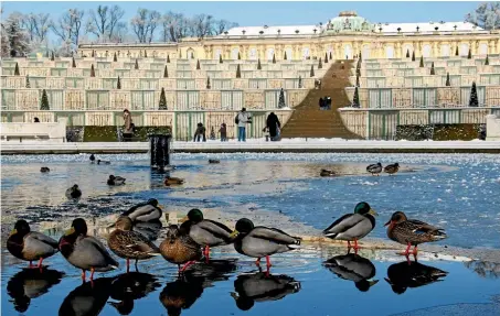  ?? Photo: REUTERS ?? Ducks in a pool in front of the snow-covered Sanssouci Palace in Potsdam, south of Berlin.