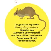  ??  ?? Långsvansa­d hoppråtta Notomys longicauda­tus. Däggdjur från Australien. Liten växtätare som levde i hålor i sandmarker. Dog ut sannolikt vid förra sekelskift­et.