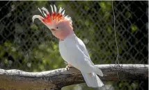  ?? PHOTO: DAVID UNWIN/STUFF ?? A major mitchell cockatoo at the parrot park at Tweeters and Friends in Awahuri.