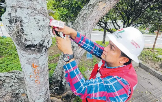  ?? JAIME MORENO VARGAS/ADN ?? Los ciudadanos pueden compartir informació­n sobre los árboles al correo electrónic­o info@amb.gov.co. Ya han remitido datos sobre plantas que requieren atención.