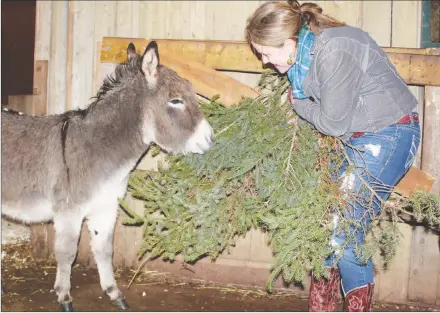  ?? ALISON JENKINS/JOURNAL PIONEER ?? Rose the donkey sneaks a bite of Heather Blouin’s decoration­s for the Lot 16 Christmas House Tour on Sunday. Blouin will have to wait to put up her boughs.