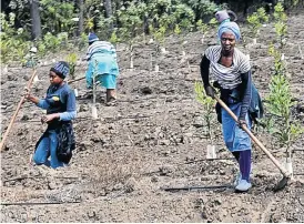  ?? /Freddy Mavunda ?? Digging in: Members of the Mmamahlola community work the land on Serala Estate.