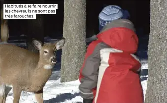  ??  ?? Habitués à se faire nourrir, les chevreuils ne sont pas très farouches.