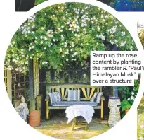  ??  ?? Ramp up the rose content by planting the rambler R. ‘Paul’s Himalayan Musk’ over a structure