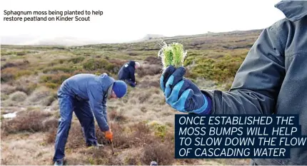  ?? ?? Sphagnum moss being planted to help restore peatland on Kinder Scout