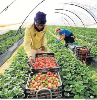  ?? ALBERTO DOMÍNGUEZ ?? Dos temporeros cogen fresas en una finca de la provincia de Huelva.