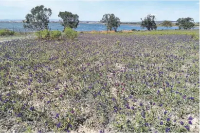  ??  ?? The lake shores are ready to go purple in the coming weeks