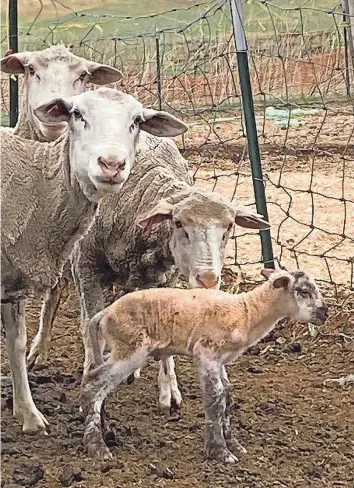  ?? PROVIDED BY LISA SCHMIDT/SPECIAL TO GREAT FALLS TRIBUNE ?? Three ewes wanted to claim Lisa Schmidt’s first lamb of the season. Only one won the job.