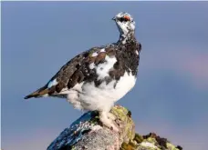  ??  ?? ▲ BIRD’S EYE VIEW
The Ptarmigan ridge (shown right) is named after this species of bird, here seen changing from its white winter plumage to its summertime speckles.