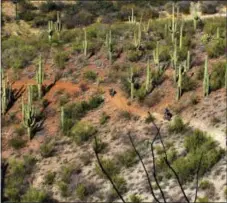  ?? SCOTT MORRIS VIA AP ?? In this photo provided by Scott Morris, riders are shown on the long distance Arizona Trail, weaving through Saguaro Cactus. The Arizona Trail travels from Mexico to Utah, through the backcountr­y.