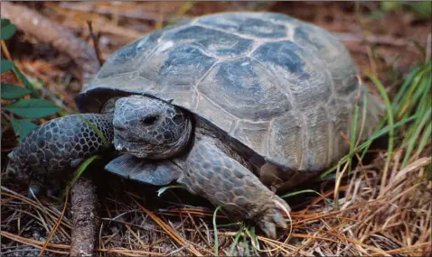  ?? (File Photo/AP) ?? Gopher tortoises — burrowers whose extensive homes shelter many other animals — are generally doing well and need federal protection only in the small area where they were declared threatened 35 years ago, according to the U.S. government.