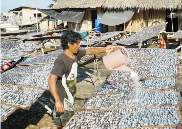  ?? DRIED FISH. PNA photo ?? Serio Ilaran, 29, of Sitio Tambak, Culasi, Roxas City sprays salt water on dried fish three times a day to preserve the freshness. Fish prepared as "daing" (dried fish) are usually split open, salted, and then sun- and air-dried. -