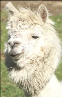  ?? LYNN CURWIN/TRURO NEWS ?? Flora is the only member of the herd with a light- coloured coat. She is the most standoffis­h of the four alpacas at Diane Redden’s home.