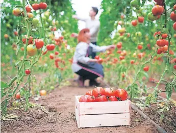  ??  ?? PRODUCCIÓN. Dos jóvenes trabajan en un invernader­o de tomates.