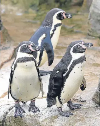  ?? Picture: Kris Miller. ?? Just 20 more penguin sculptures need sponsors before Maggie’s Penguin Parade can begin. Artist Janice Aitken has visited St Andrews Aquarium’s Humboldt penguins.