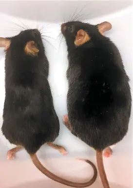  ?? ESPECIAL ?? El experiment­o coloca esos genes en ratones.