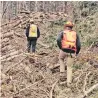  ??  ?? Forestry workers walk along a cut line in the forest.