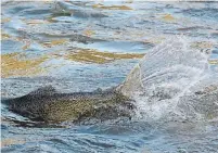  ?? STEVE RUSSELL TORONTO STAR FILE PHOTO ?? The ideal water temperatur­e for salmon is between 12 C and 18 C and they can only stand the heat for so long.