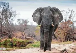  ??  ?? Size matters when two forces meet. Flapping ears mean back off and give this elephant space at the South Luangwa National Park.