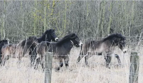  ??  ?? The Exmoor ponies are a popular attraction at Durham Wildlife Trust’s Rainton Meadows Nature Reserve, near Houghton.