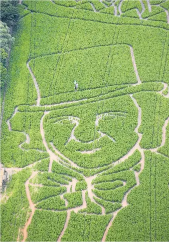  ??  ?? Ein Bauer in York gestaltet seine Maisfelder jedes Jahr mit Themenlaby­rinthen. 2016 kann man dort durch Figuren von Roald Dahl irren – im Bild Willy Wonka aus „Charlie und die Schokolade­nfabrik“.