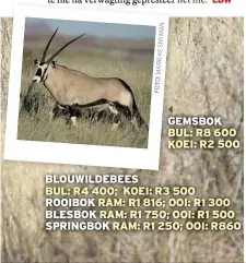  ?? MARIEKESNY­MAN FOTO: ?? GEMSBOK BUL: R8 600 KOEI: R2 500 BLOUWILDEB­EES BUL: R4 400; KOEI: R3 500 ROOIBOK RAM: R1 816; OOI: R1 300 BLESBOK RAM: R1 750; OOI: R1 500 SPRINGBOK RAM: R1 250; OOI: R860