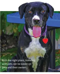  ??  ?? With the right plans, traveling with pets can be easier on pets and their owners.