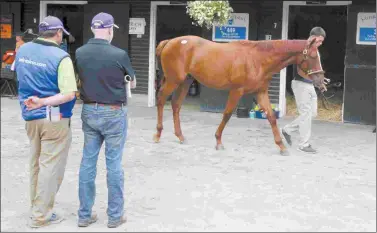  ?? FASIG-TIPTON PHOTO ?? The Big Brown colt who was Lisa’s Booby Trap’s first foal was shown 65 times at the sale.